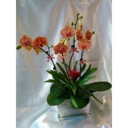 L02 蘭花擺設 $1000